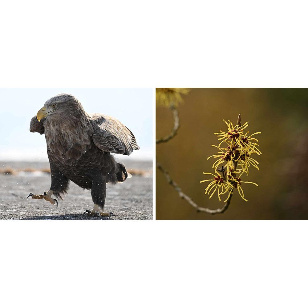 Nikon Z8 Full Frame FX Hybrid Mirrorless Camera 180-600mm Lens Kit