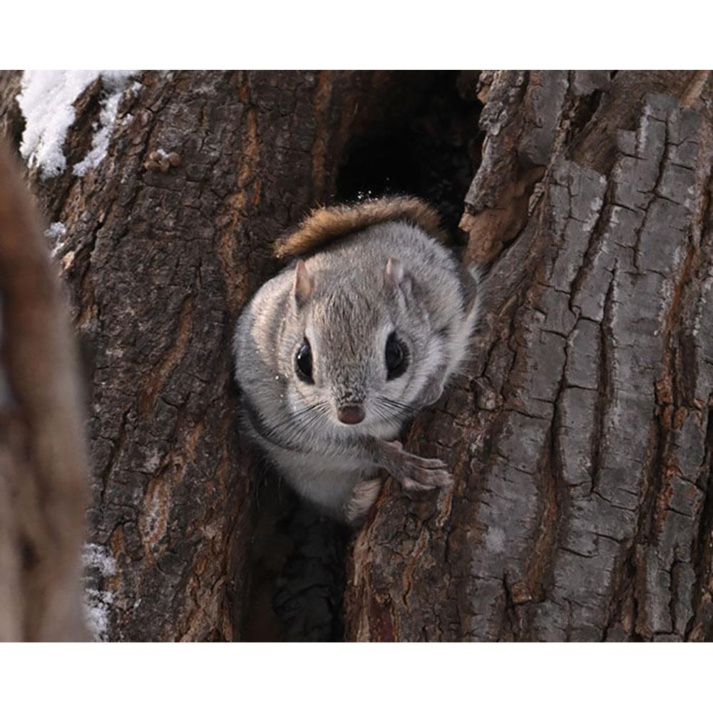 Nikon Z8 Full Frame FX Hybrid Mirrorless Camera 180-600mm Lens Kit