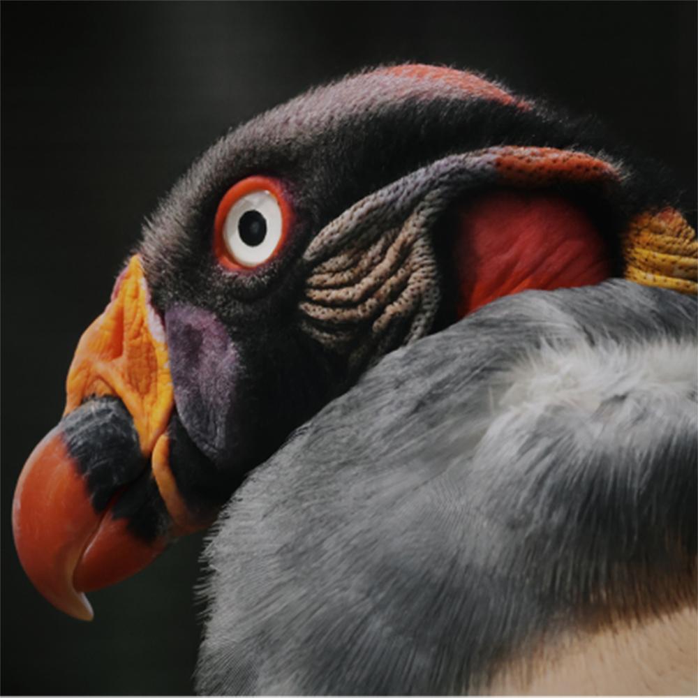 Canon EOS R7 Mirrorless Camera + RF-S 18-150MM F3.5-6.3 Lens + Accessories Bundle