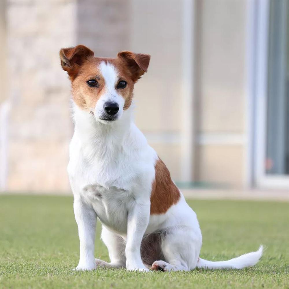 Canon EOS R50 Mirrorless Camera Body Only (White) 5812C002 + Accessories Bundle