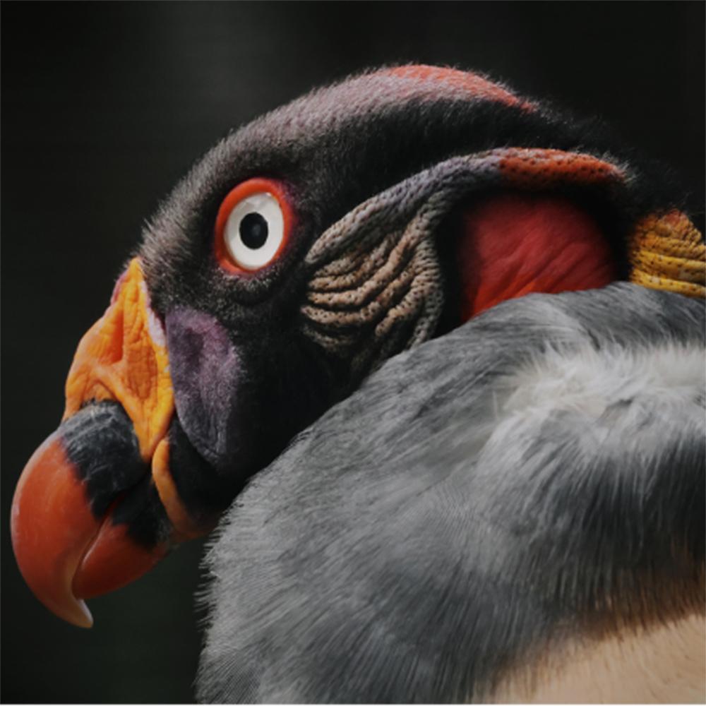 Canon EOS R7 Mirrorless APS-C Camera Body, 4K, 32.5 MP 5137C002 + Accessories Bundle